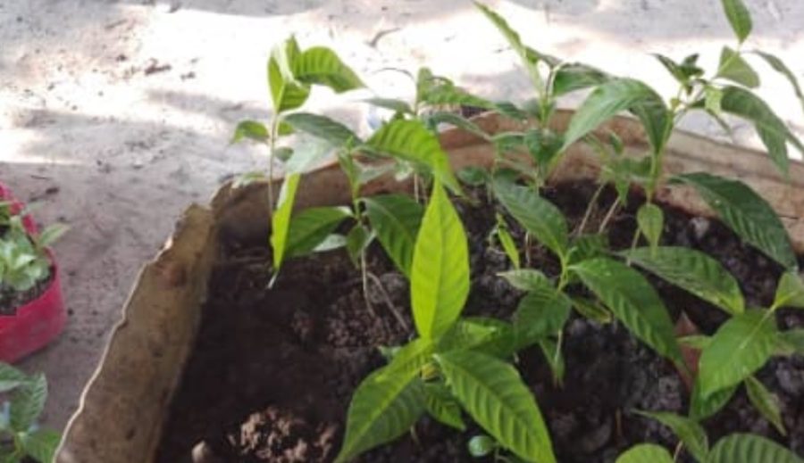 Jeunes plants en pot