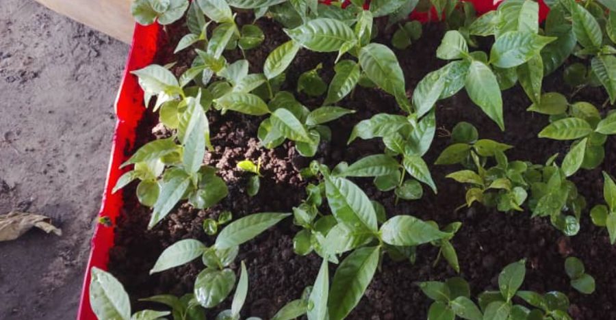 Jeunes plants en bac