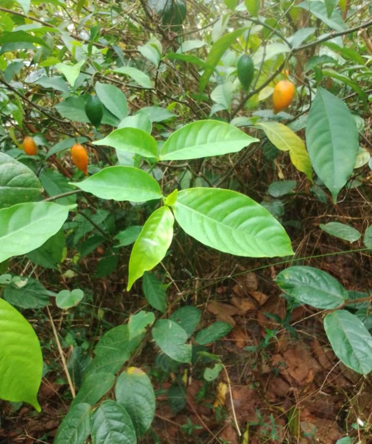Arbuste avec fruits
